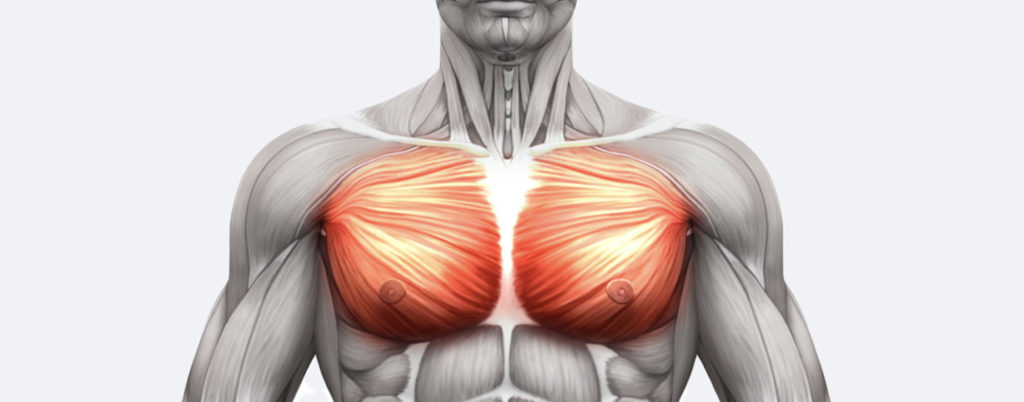 تمارين الصّدر الأساسية تقوّي الالياف العضلية و تمنحها حجم أضخم وتعدف الى بناء كتل عضلية جديدة بعد التاَم التمزق العضلي